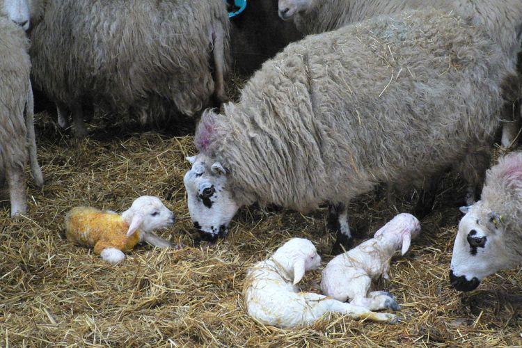 Poor body condition and energy balance in ewes in late pregnancy is known to affect new born lamb survival