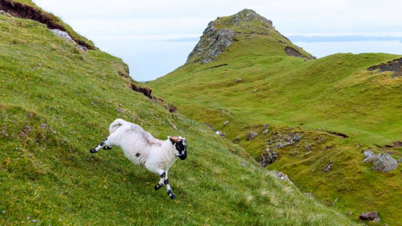 Sheep and goats may be the only source of livelihood for farmers in less favourable environments