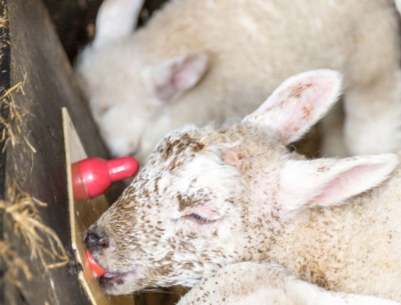 Farmers have been urged to feed a greater quantity of colostrum to give lambs the 'best start in life'