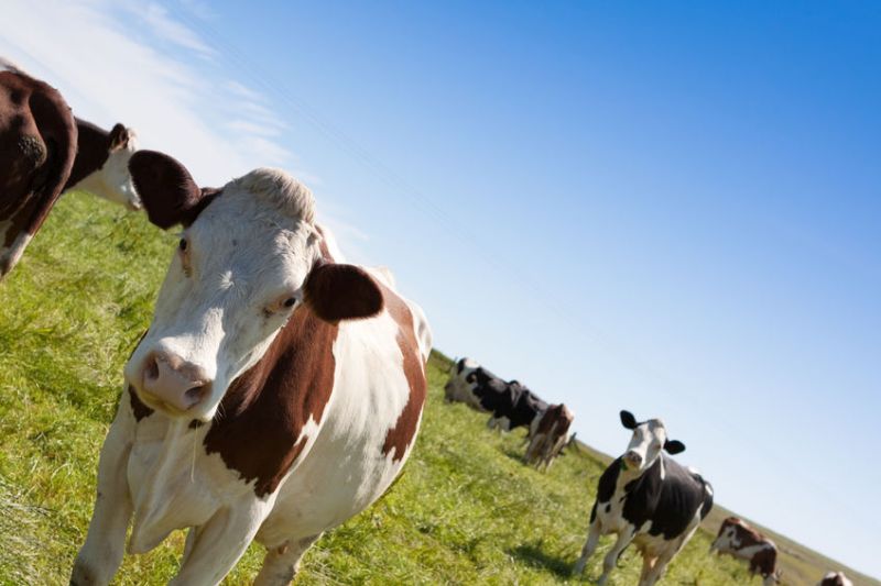 Cows maintain individual voices in a variety of emotional situations, the research says