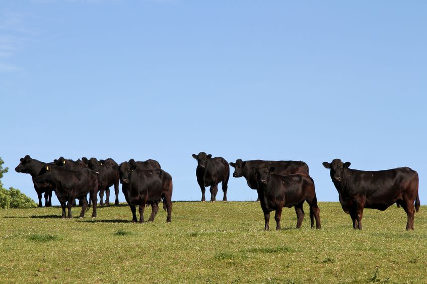 The report says the UK is a 'relatively low-greenhouse gas producer of ruminant meat'
