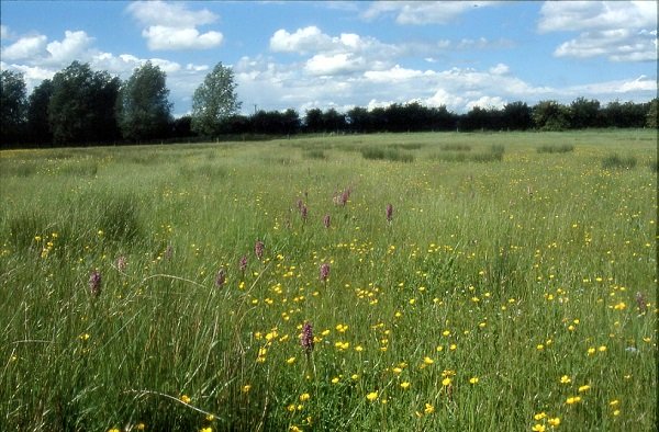 Nene Park Trust said suitable applicants must be experienced in sheep and or suckler beef production