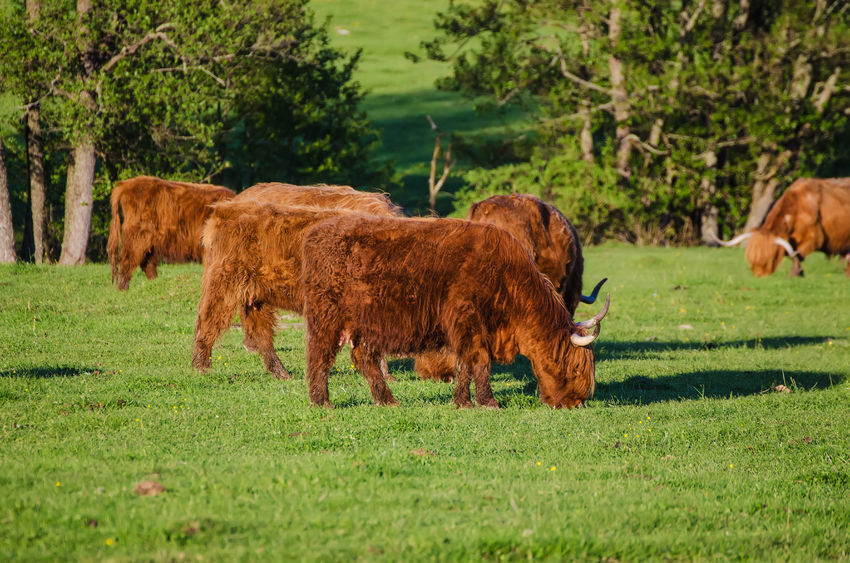 The study aims to develop and adapt technology to monitor methane production in outdoor cattle
