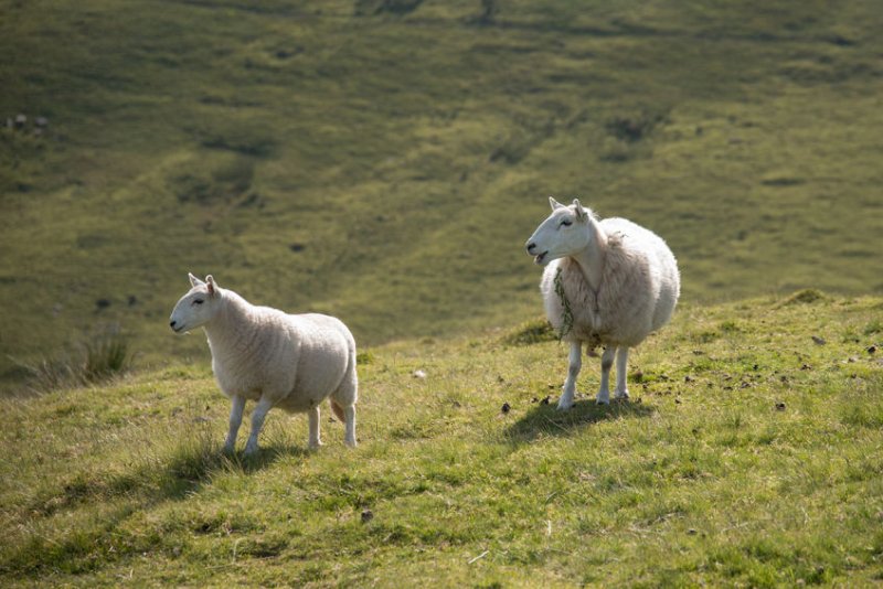 Livestock rustling is the third most costly crime for British farmers after agricultural vehicle and machinery theft