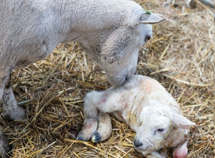 Farmers have been warned that the majority of losses occur in the first 48 hours after a lamb is born