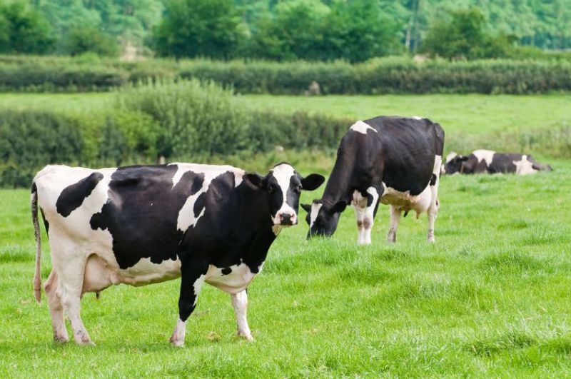 Farmers and the public have shared posts highlighting the benefits of buying British dairy