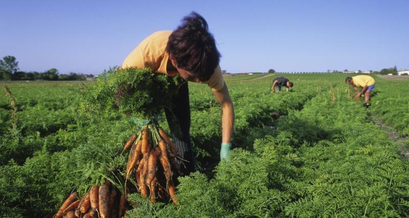 The government must release plans to address farming’s labour needs that fall outside the higher skills categories, the NFU says