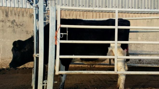 A Welsh police force has used DNA evidence from a stolen cow to secure conviction in a criminal court case (Photo: Dyfed-Powys Police)