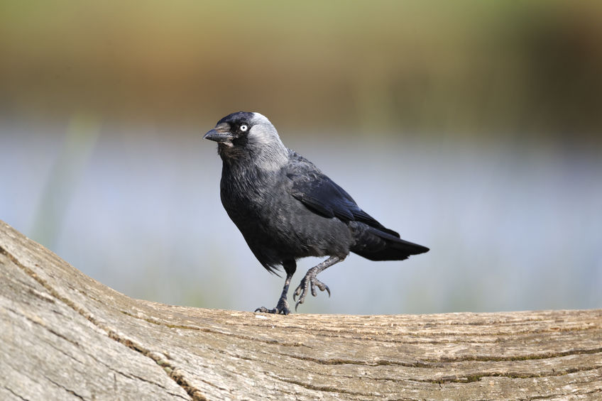 One general licence allow farmers and land managers to shoot certain bird species to prevent serious damage to livestock