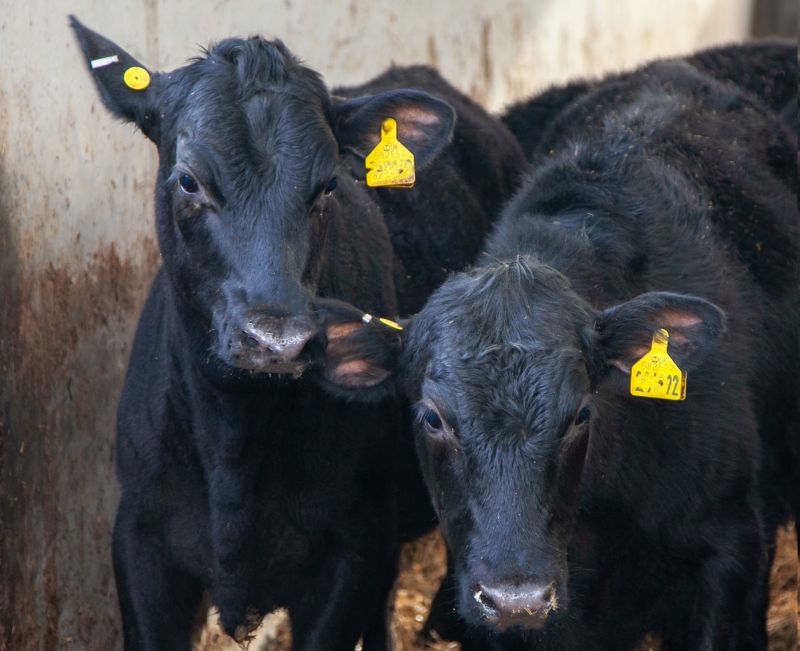 Aldi is to trial its new procurement model for the Scottish beef industry