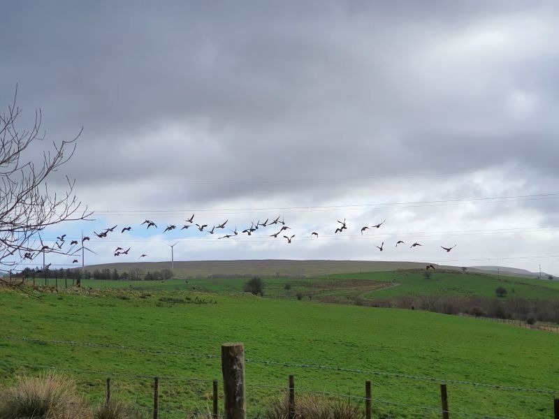 Farmers are being urged to get involved in the Big Farmland Bird Count from this Friday to 16 February