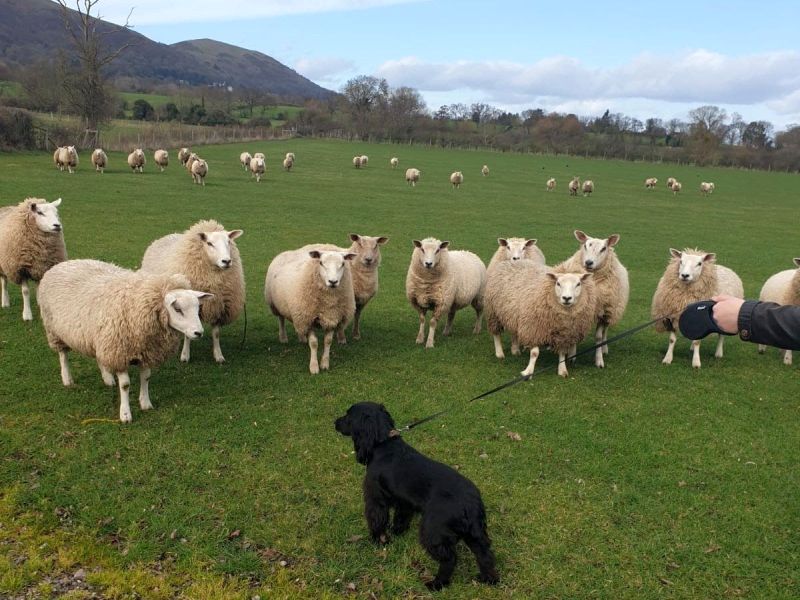 The total cost of livestock worrying to the agricultural industry exceeded £1.2m in 2018