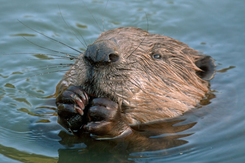 The report said the five-year beaver trial created 'localised problems' for a 'handful' of farmers