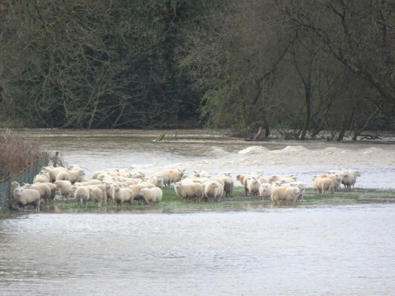 A specialist rescue team were called to help 20 sheep surrounded by flood water