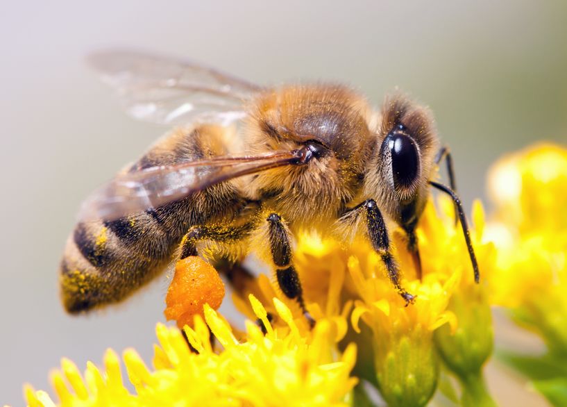 Researchers identified substantial opportunities to improve the quality of agri-environmental habitats by implementing pollinator-friendly management practices