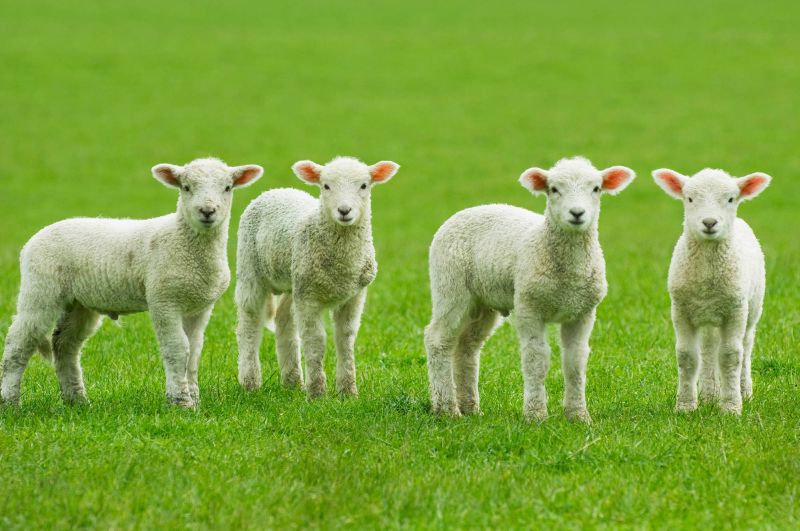 Storms Ciara and Dennis have presented a coccidiosis challenge for farmers this spring