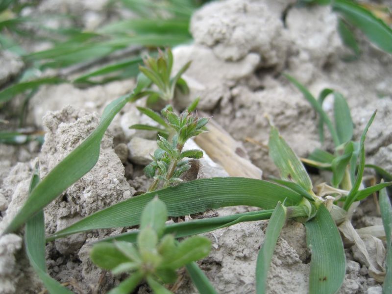 Cleavers can be a real yield robber in cereal crops