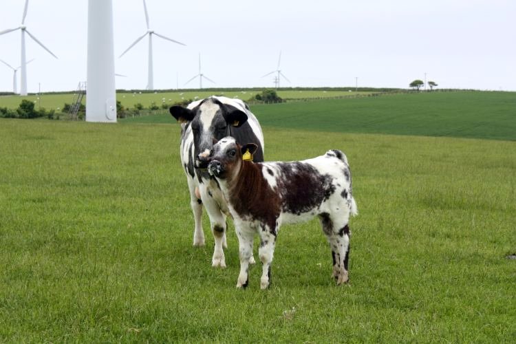 The cattle industry faced a challenging situation in 2019, leading to slightly reduced calf registrations and an increased throughput of heifers