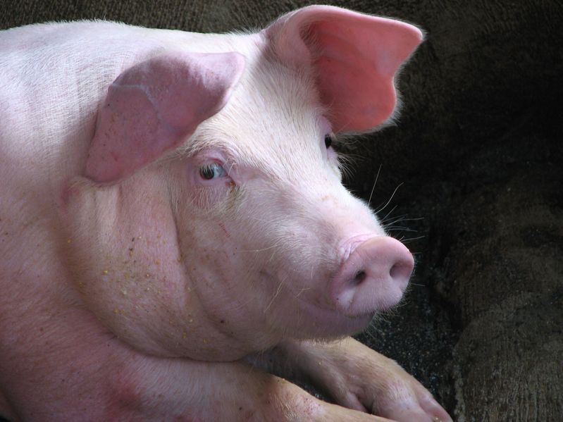 The primary purpose of the farrowing crate is to prevent the sow from rolling on and crushing her piglets