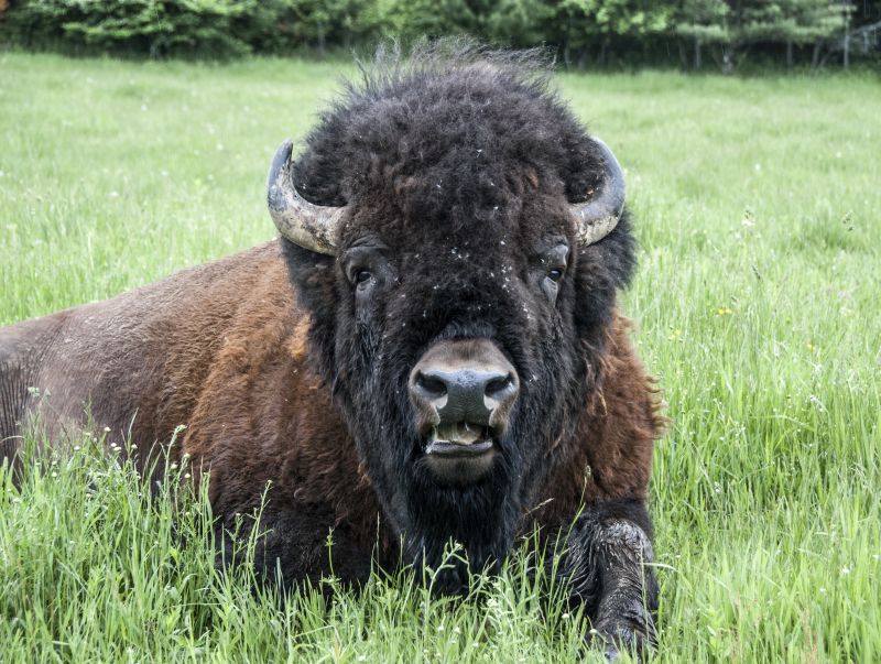 The Canadian team will experimentally infect bison and test them at various time points using several diagnostic tools