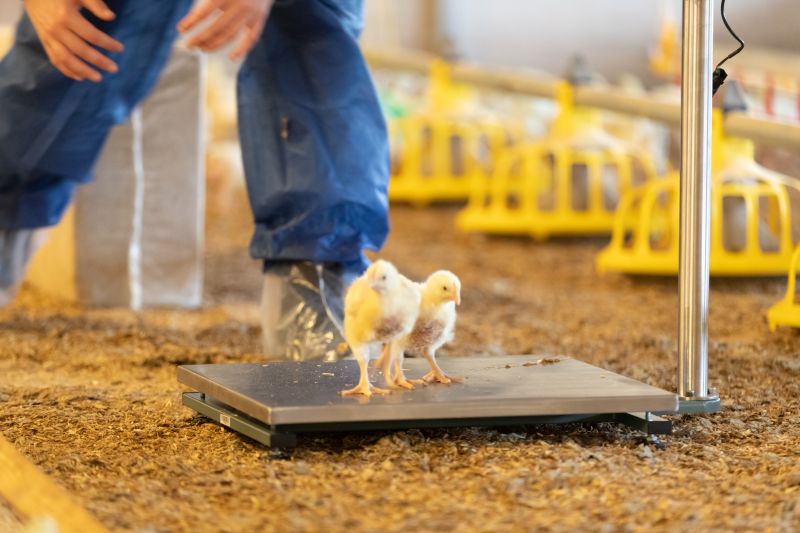 A poultry expert has highlighted the importance of monitoring bird-weight to maximise broiler bird production