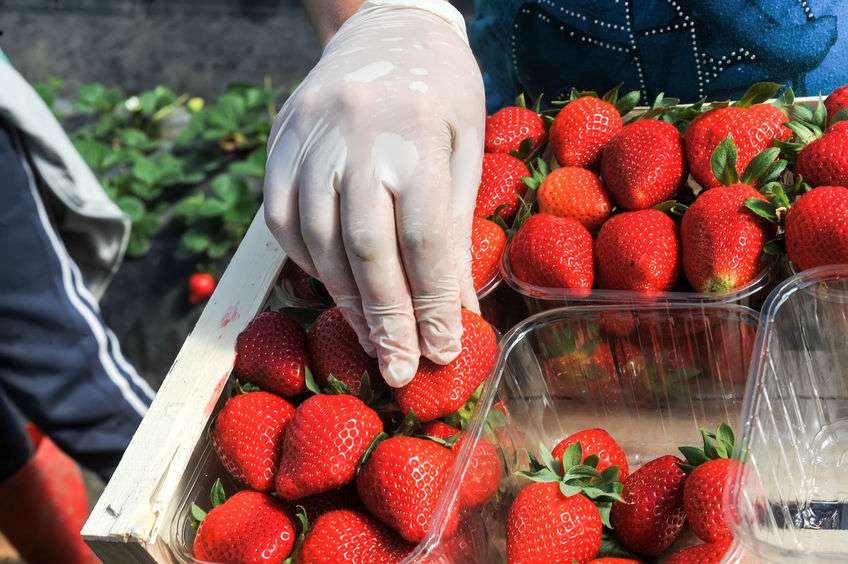 The NFU estimates that 99% of seasonal labour is provided by EU nationals