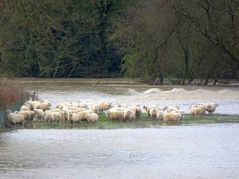 Farmer confidence has reached to its third lowest level since the NFU survey began in 2010, following adverse weather and political uncertainty (Photo: RSPCA)