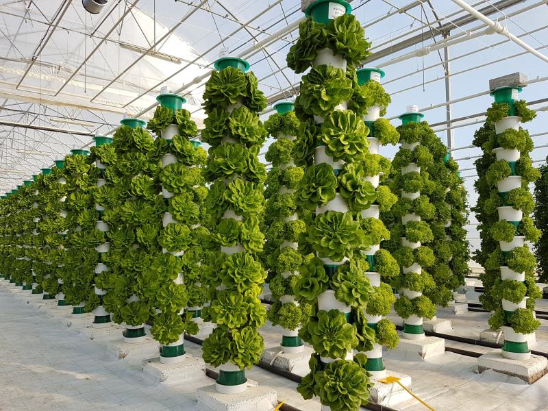 Indoor lettuce production, which uses no heat or artificial light