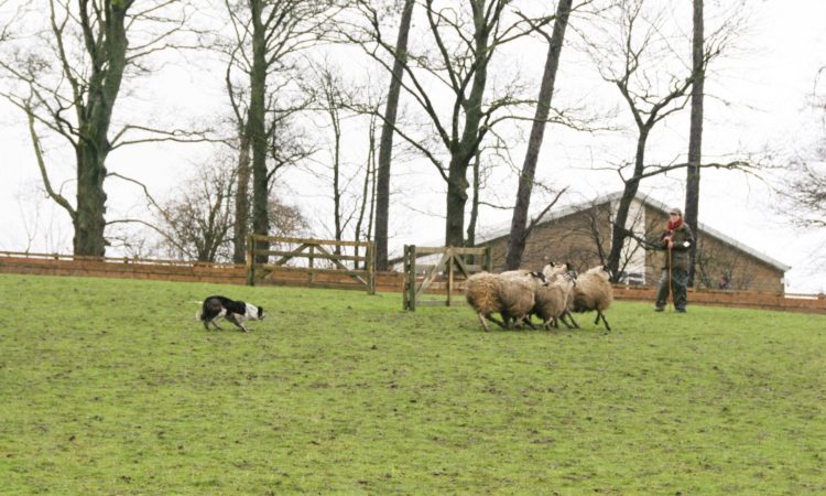 (Photo: CCM Auctions Skipton Auction Mart Livestock Auctioneers)