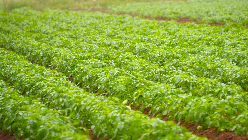 A new late blight potato fungicide has been launched in co-formulation