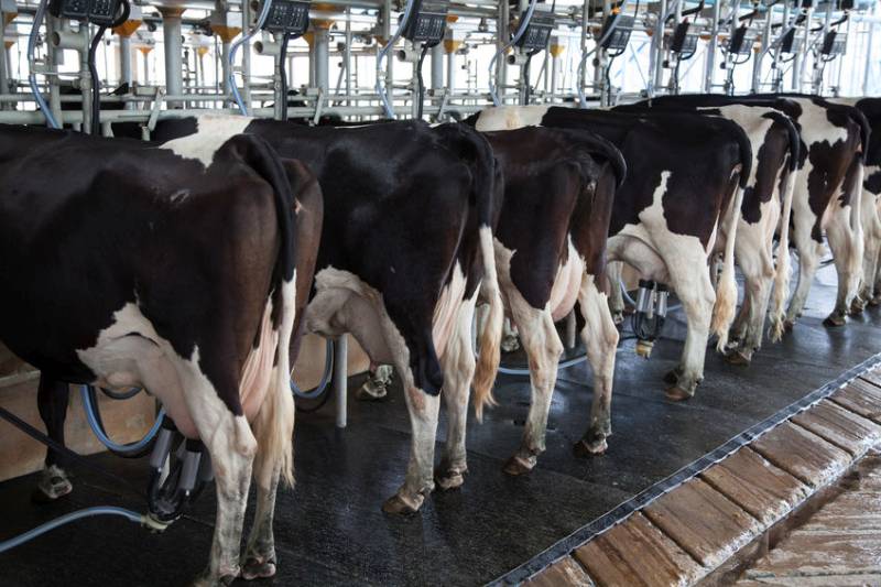 The GB milking herd has shrunk again, according to the latest data from the British Cattle Movement Service