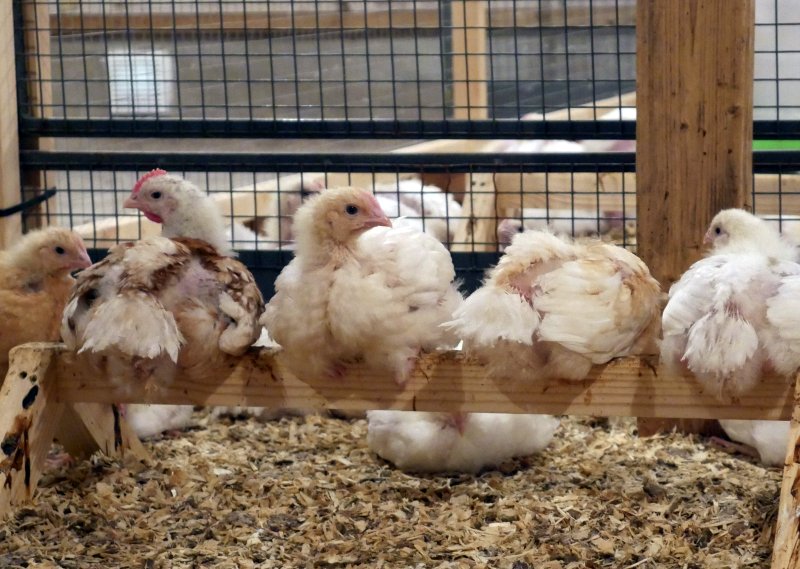 The study shows that fast-growing breeds are potentially wasteful with farmers facing the loss of up to nearly half of their flock due to increased mortality and culling
