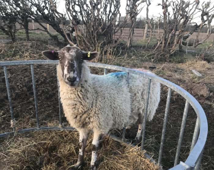 Animal rescue officers were called to help the greedy ewe stuck in a metal feeder
