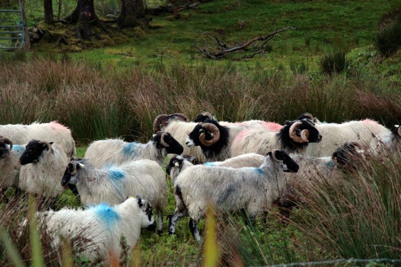 The National Sheep Association said any move to abandon the UK farming industry is 'almost too ridiculous to believe'