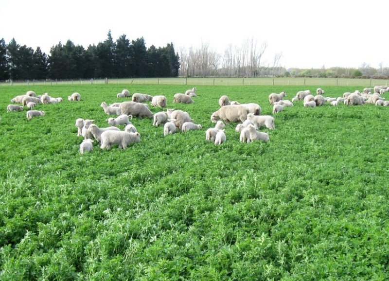 New farmer-led research exploring the benefits of sheep grazing on lucerne is launching this year (Photo: Innovative Farmers)