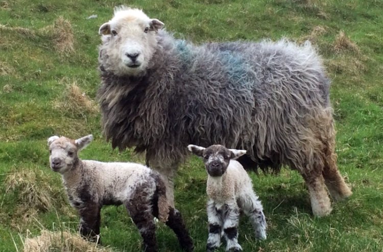 Livestock worrying is one of the biggest causes of worry for farmers at this time and the emotional stress and financial cost can be significant