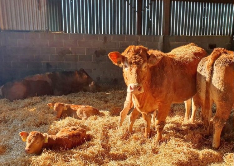 One of the tours will look at the Suddes family, who have farmed at South Farm, Cornsay for over 100 years