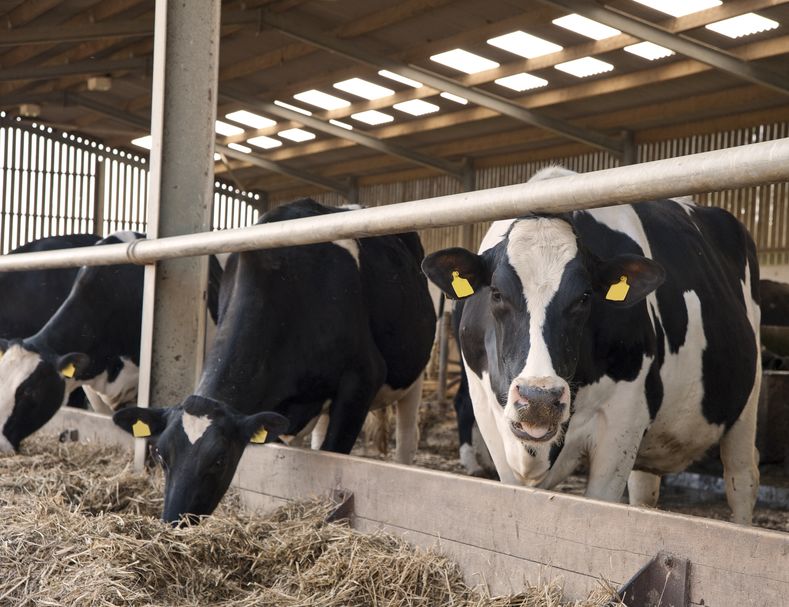 Cows fed a diet with added calcium took less time to ovulate and had lower levels of uterine infection than cows on other diets, the research shows