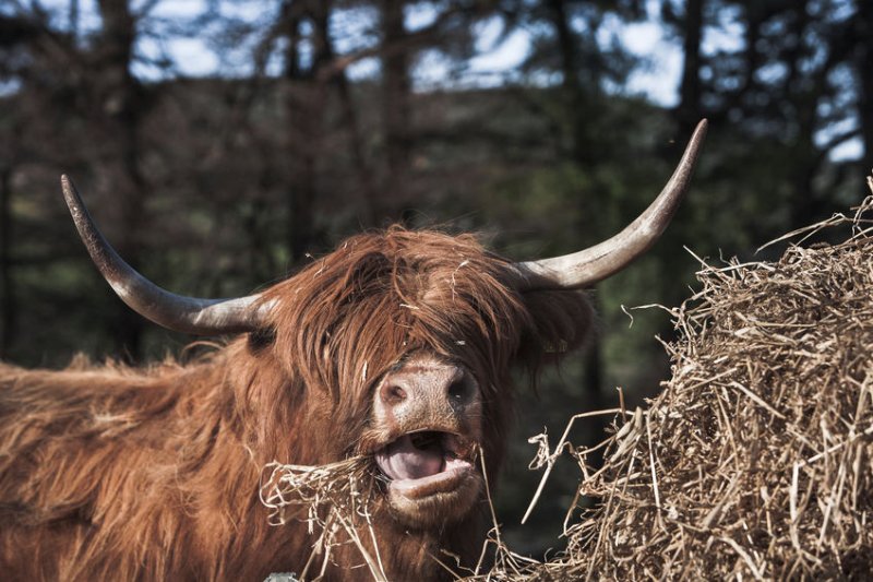 There is scope to drive some performance efficiency in the beef sector in Scotland, researchers say