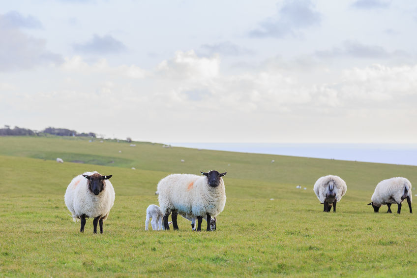 Around 70% of the UK agricultural land area is classified as grassland