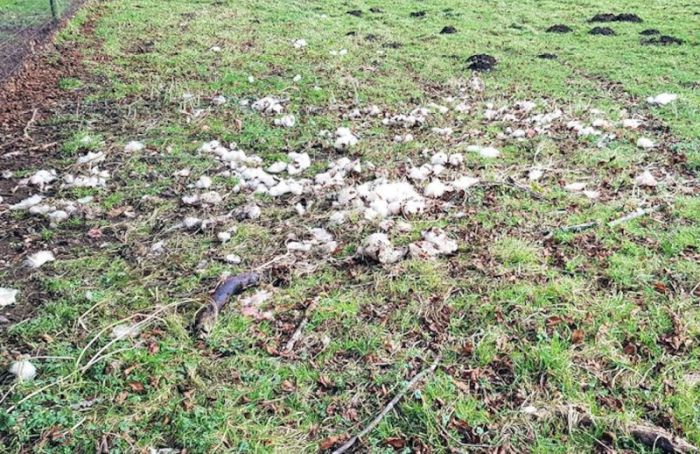 The owner received a police caution after a loose dog killed and injured sheep (Photo: Sussex Police)