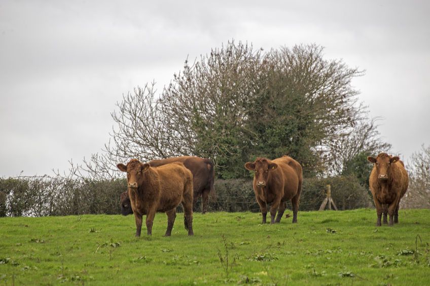 The announcement is seen as a boost for the UK beef sector as it continues to grapple with uncertainty