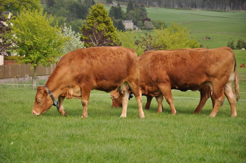 Virtual fencing will make it more practical for hill farmers to manage extensive areas and for crofters to manage common grazing