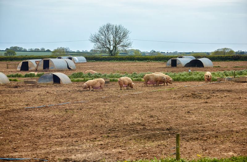 The cost of pig meat production in the UK increased in 2018