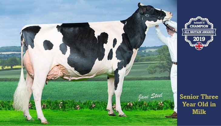 Senior Three Year Old in Milk Champion Whinchat Snowy Tippy 2, exhibited by Evening Holsteins, Cumbria