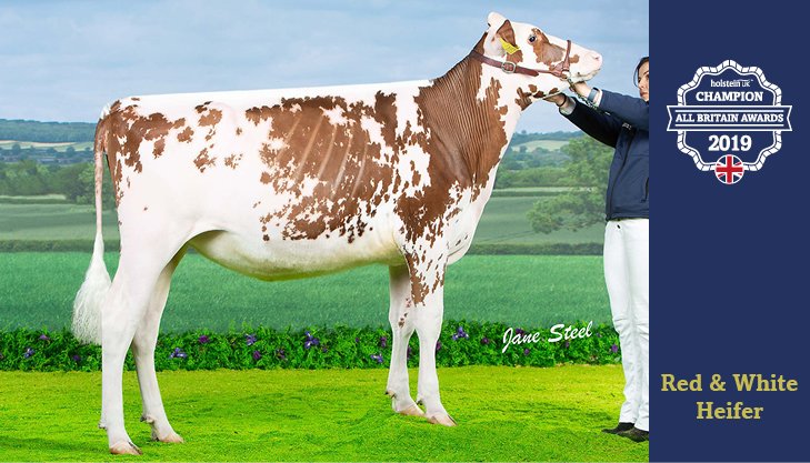 Red & White Heifer Champion Knowlesmere Toitoi Defiant Dream Red, exhibited by Knowlesmere Holsteins, Shropshire