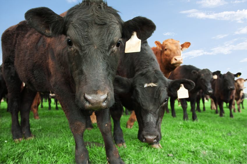 Exports of UK beef are up while imports are down, AHDB analysis shows