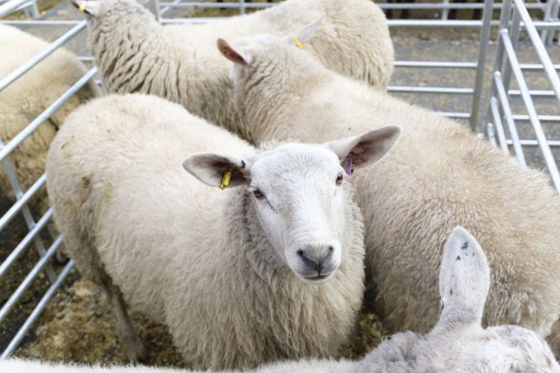 Despite the coronavirus outbreak, sales continue and marts are still open for business