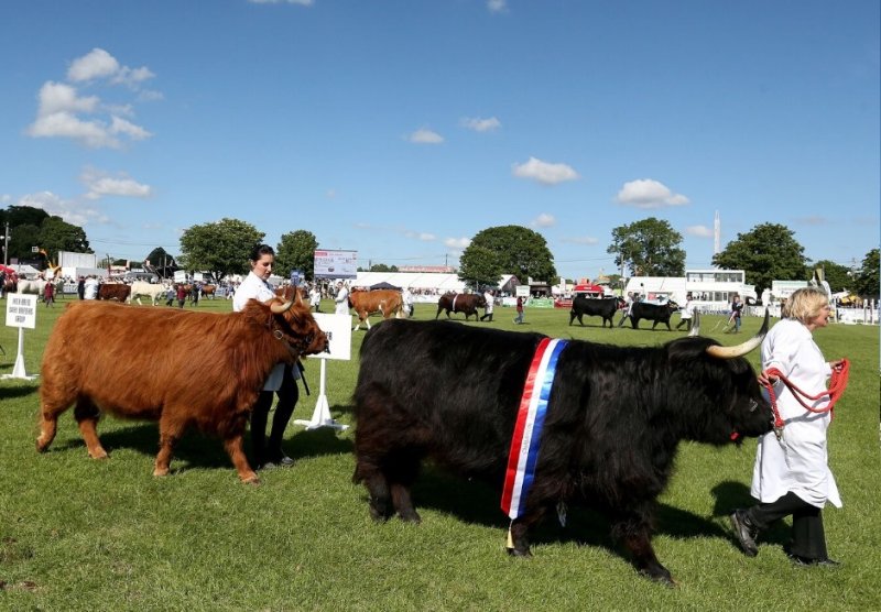 The South of England Show, which attracts more than 65,000 visitors, has been cancelled (Photo: South of England Show)