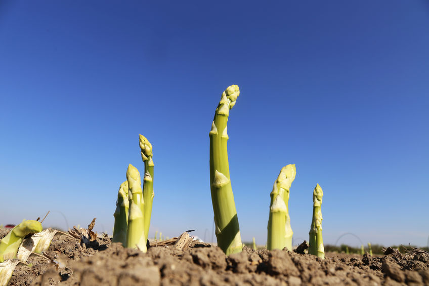 Farmers have warned that a lack of labour could affect the supply of fruit and veg in the UK